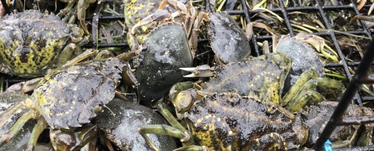 Crabbing season opens in waters off Seattle, Tacoma