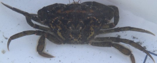 Trapping for European Green Crab on Whidbey Island