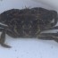 Trapping for European Green Crab on Whidbey Island