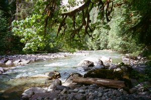 A peaceful scene of the Quinault River, with a moss-covered tree limb dangling in the foreground. 