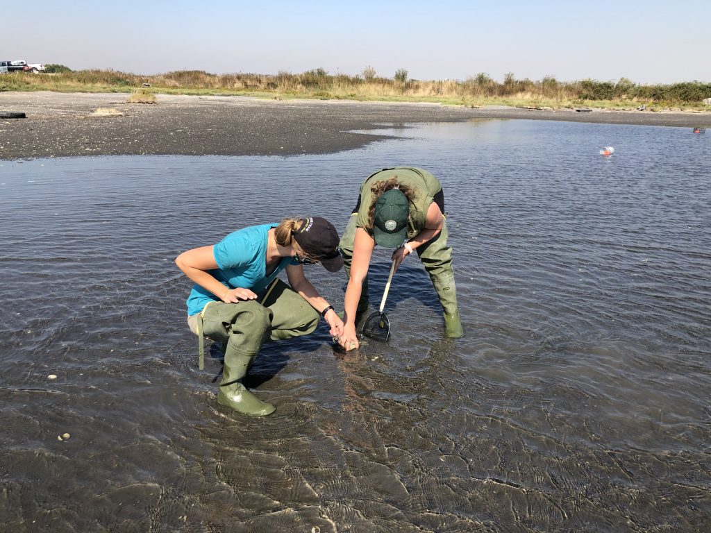 2020 salish sea green crab update washington sea grant