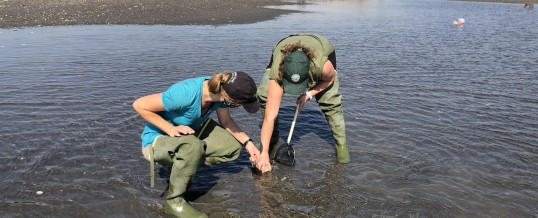 2020 Salish Sea Green Crab Update