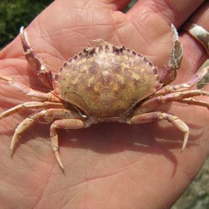 Graceful Crab