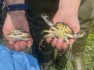Two crabs are held in a persons hands, facing the camera. The graceful crab, on the left, has claws folded up. The European green crab, on the right, has claws extended in a defensive meral display.