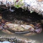 Dungeness crabs in copulatory embrace. Photo courtesy of Jeff Adams.