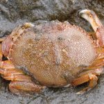 Dungeness crab. Photo courtesy Jeff Adams.