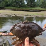 Dungeness crab. Photo courtesy Kelly Martin.