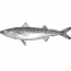 Protocol In Focus: Why do we use mackerel as bait?