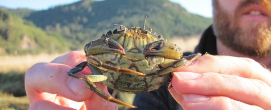 New Coastal Site for European Green Crab: Makah Bay