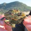 New Coastal Site for European Green Crab: Makah Bay