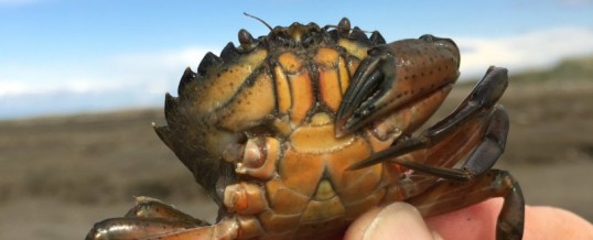 Invasive Green Crab Found at Dungeness Spit