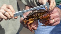 Protocol in Focus: Why do we measure native crabs, too?