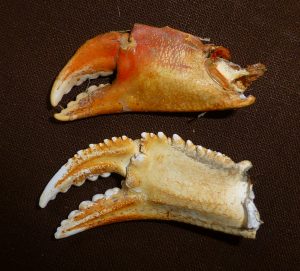The top edge of the graceful crab claw, shown here on top, is smooth compared to the serrations on the top edge of the Dungeness crab claw, shown on the bottom.