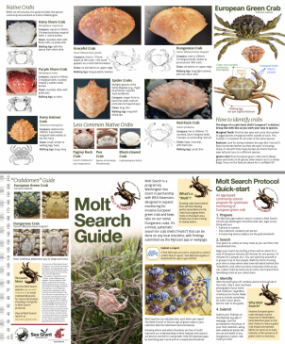 Molt Search brochure