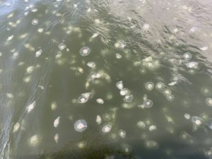 Moon jellyfish in Puget Sound