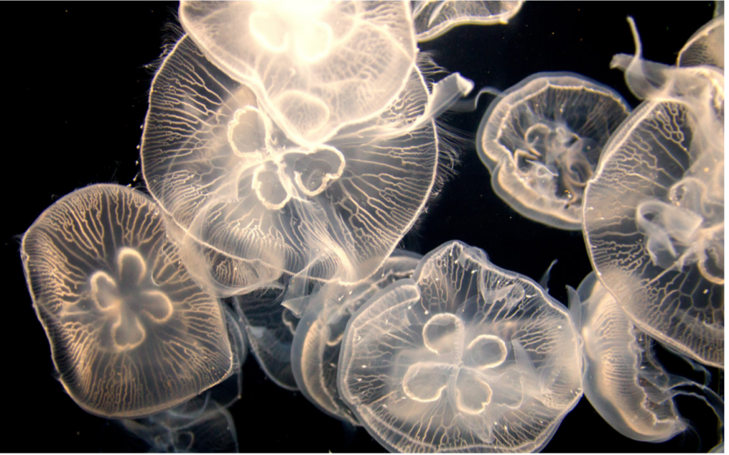 Floating moon jellyfish