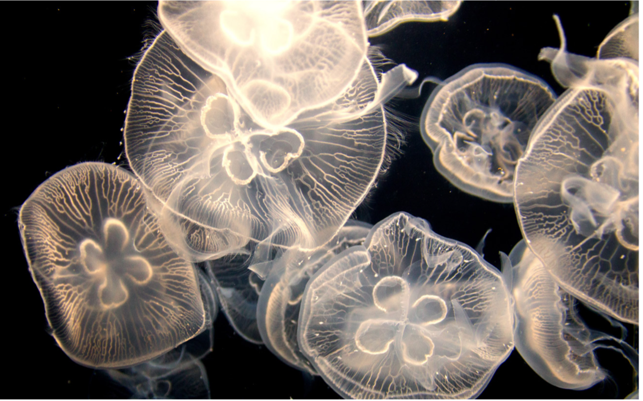 Are moon jellies eating up all the zooplankton? – Washington Sea Grant