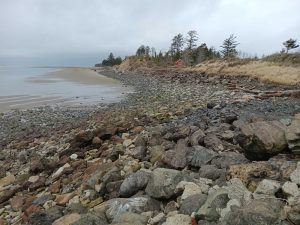 North Cove Beach at low tide, a rocky cobble berm stretches across the beach