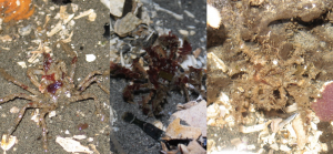 Three photos of spider crabs showing lots of decoration with seaweed and other debris.
