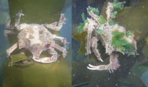 Two photos of northern kelp crabs under water on kelp blades one with striking bright green seaweed decorating its shell.