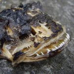 A partially decomposed midshipmen skull showing small sharp teeth