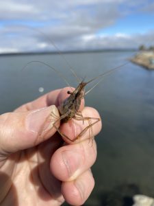 A close up photo of a large hand holding a shrimp with water in the background.