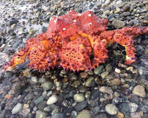 Crab Team volunteer Bruce Robinson shared this photo of a Puget Sound king crab (Paralithoides camtschaticus), found on South Beach on San Juan Island. Not likely to ever be in our traps, but we are equally enthused about all cool Salish Sea crabs! January 2016. (Photo courtesy of Bruce Robinson)