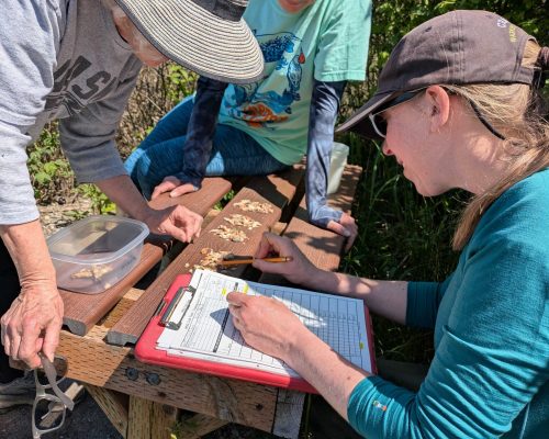 The Harper's Estruary (site #97) in action. Photo credit: Lisa Watkins