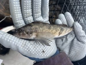 A Pacific tomcod held by two gloved hands. The left side of the fish can be seen, with the pectoral fin on display.