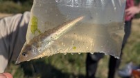 You Codda Be Kidding Me! Pacific Tomcod Found For the First Time in Crab Team Traps
