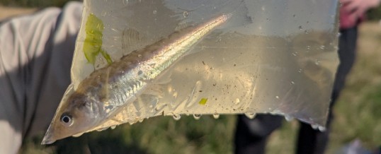 You Codda Be Kidding Me! Pacific Tomcod Found For the First Time in Crab Team Traps