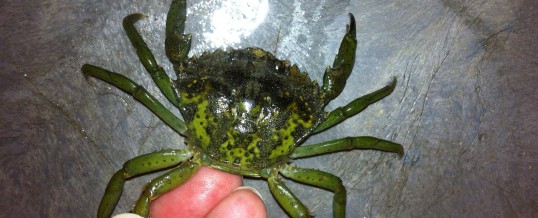 New Sighting of European Green Crab in Padilla Bay