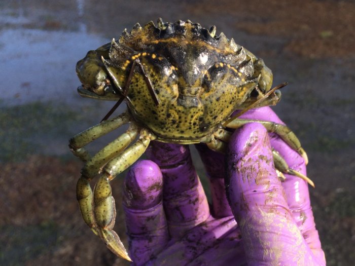 European Green Crab
