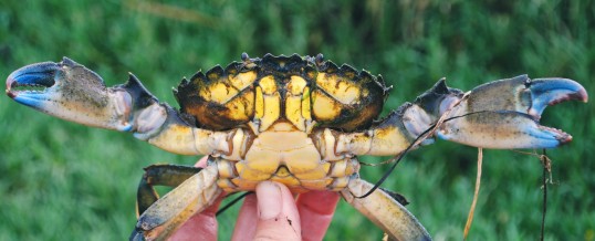 WSG Crab Team Trip to Makah Bay