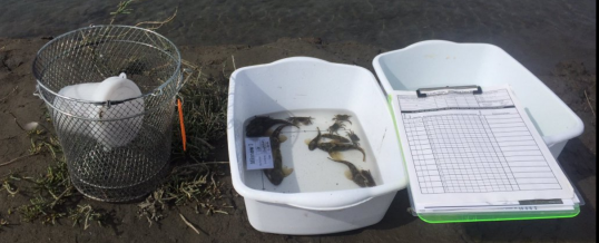 Protocol In Focus: Why Do We Use Two Types of Trap? – Washington Sea Grant