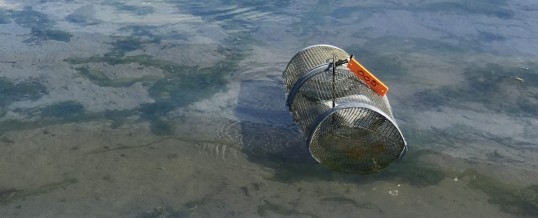 Green Crab Trappers Get Skunked at Pysht