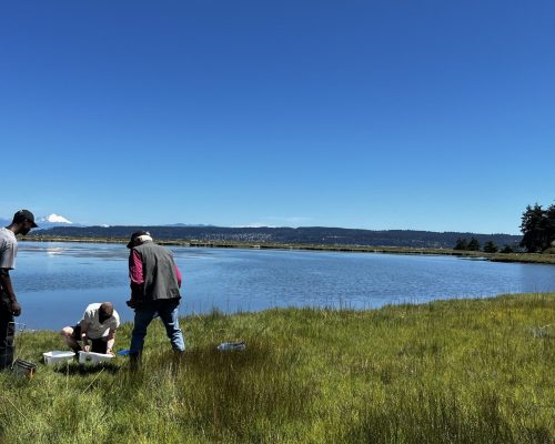 The Race Lagoon team measuring crabs and retrieving traps on a sunny day. Photo Credit: E. Grason/WSG The Race Lagoon team measuring crabs and retrieving traps on a sunny day. Photo Credit: E. Grason/WSG