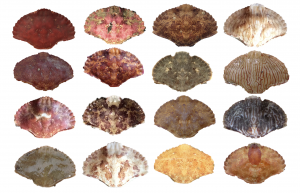 A grid of 16 rock crab carapaces of different colors and color patterns.