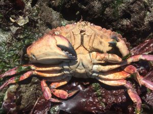 A front view of a red rock crab showing one full sized claw and one regrowing claw that is much smaller.