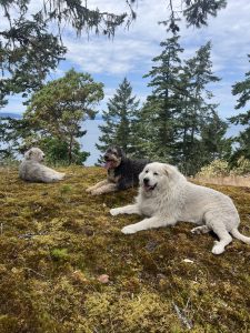Three dogs laying down on a hill with a view of trees and the sea in the background.