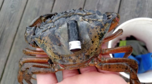 A European green crab, held in a person's hand, with a black bullet shaped acoustic "pinger" affixed to the carapace