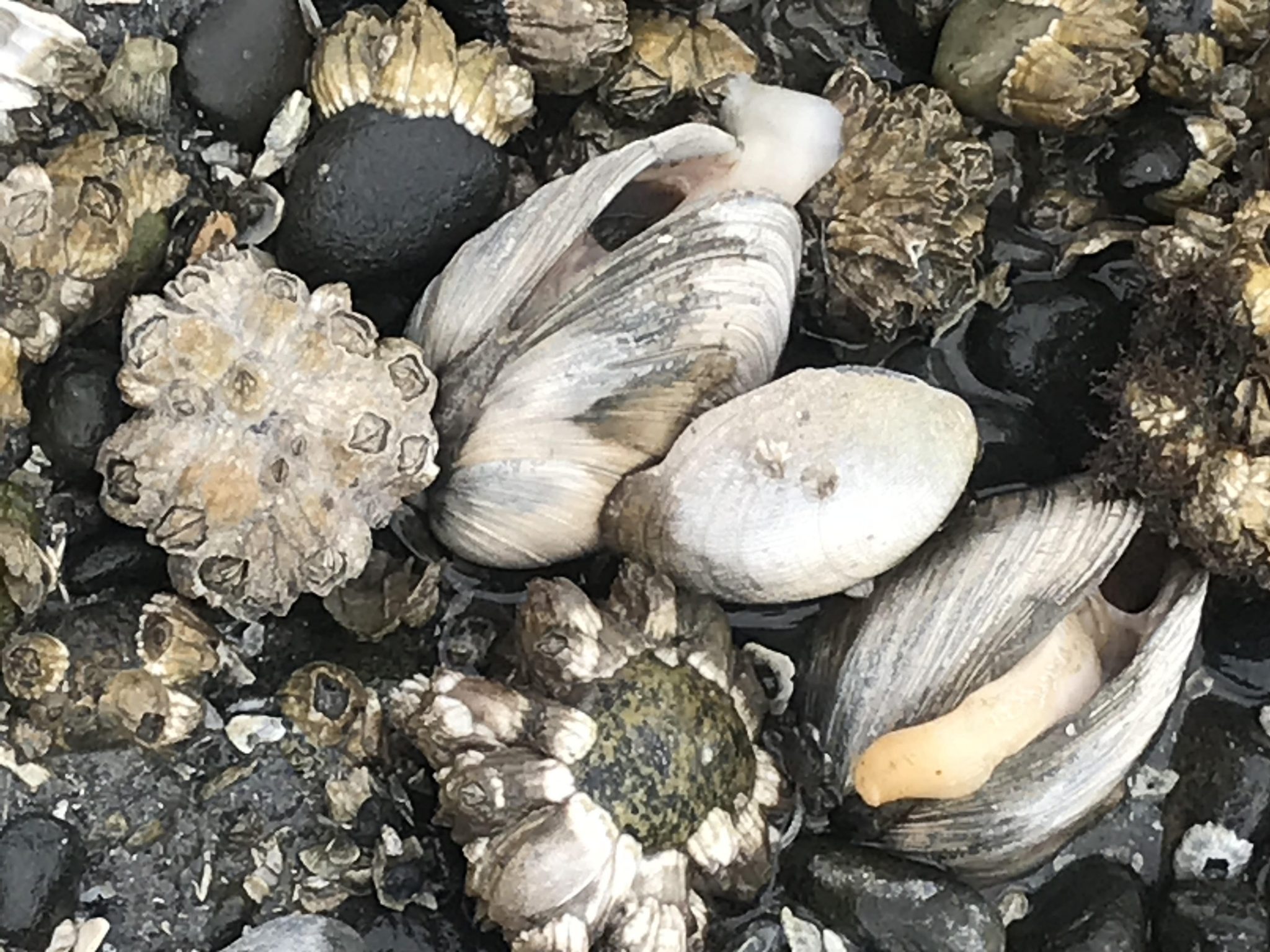 Impacts from the Summer 2021 Heatwave on Washington Shellfish