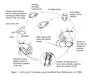 The life cycle of Sacculina carcini, from Goddard et al. 2005. 