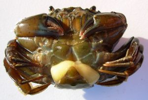 The yellow blob under the abdominal flap is the externa of the female barnacle, Sacculina carcini. (By Auguste Le Roux (Own work) [GFDL (http://www.gnu.org/copyleft/fdl.html) or CC BY-SA 4.0-3.0-2.5-2.0-1.0 (http://creativecommons.org/licenses/by-sa/4.0-3.0-2.5-2.0-1.0)], via Wikimedia Commons)