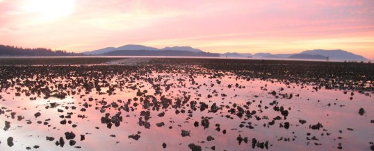 New Detection of European Green Crab in Samish Bay