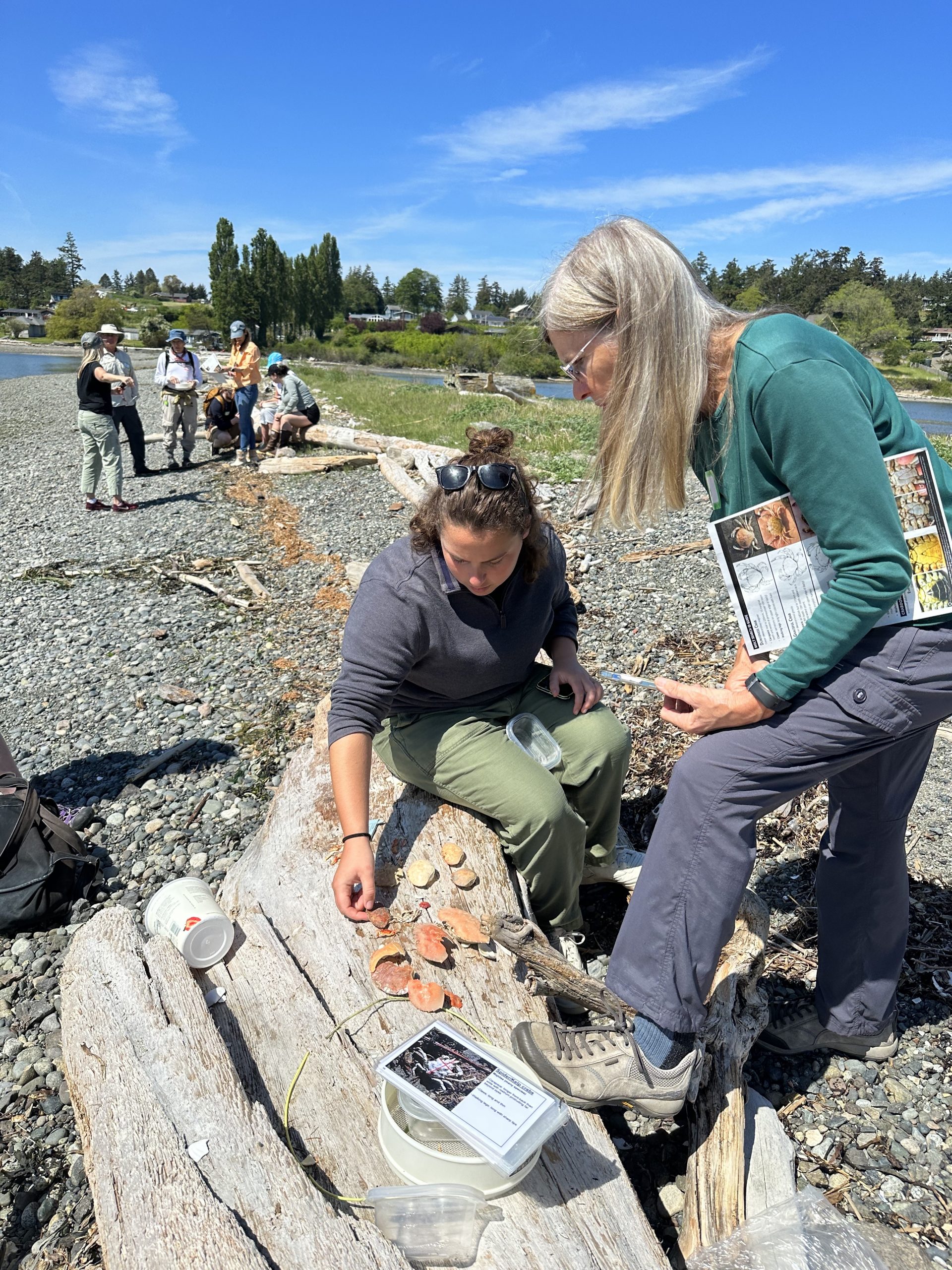 Two Molt Search trainees on beach inspecting a pile of molts
