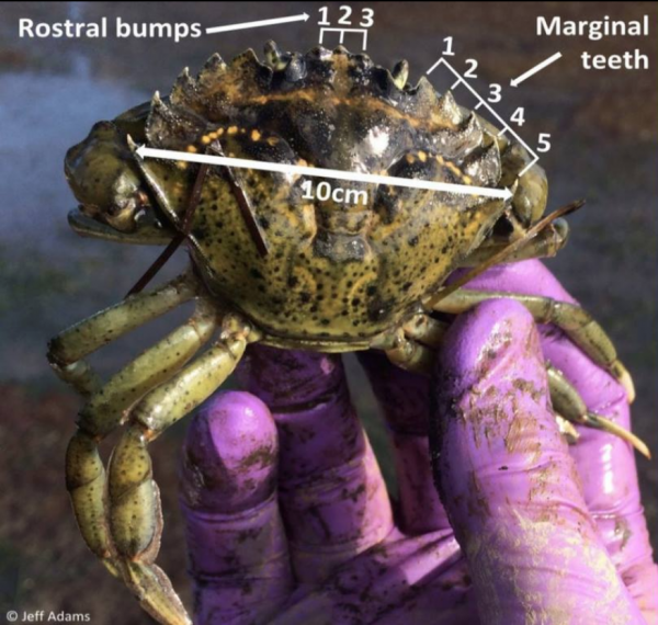 Invasive Green Crabs Found at Drayton Harbor Washington Sea Grant