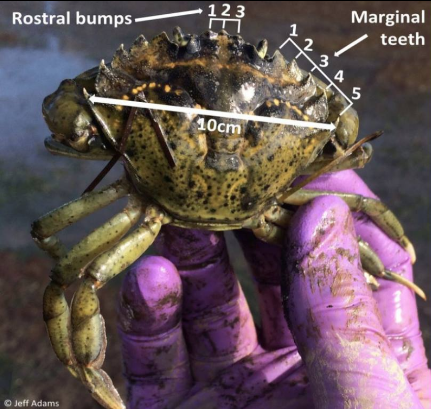 Identifying European Green Crab Washington Sea Grant