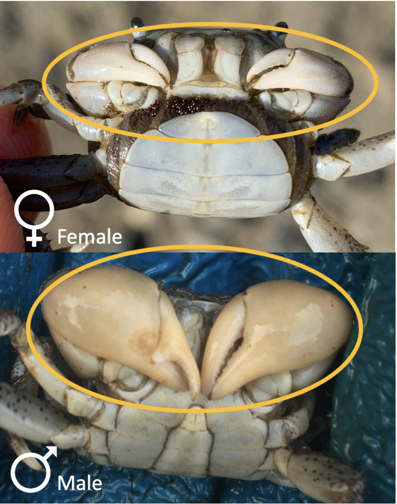 Protocol in Focus: Male or Female? – Washington Sea Grant