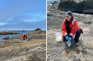 Zoë K. Lewis collecting Steller sea lion scat samples from the Tatoosh Island haul-out site located in the Makah Tribe’s ancestral waters off the coast of Washington state.